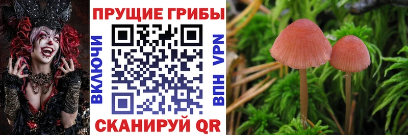 Галлюциногенные грибы MAGIC MUSHROOMS  сколько стоит  мега как зайти  Верея 